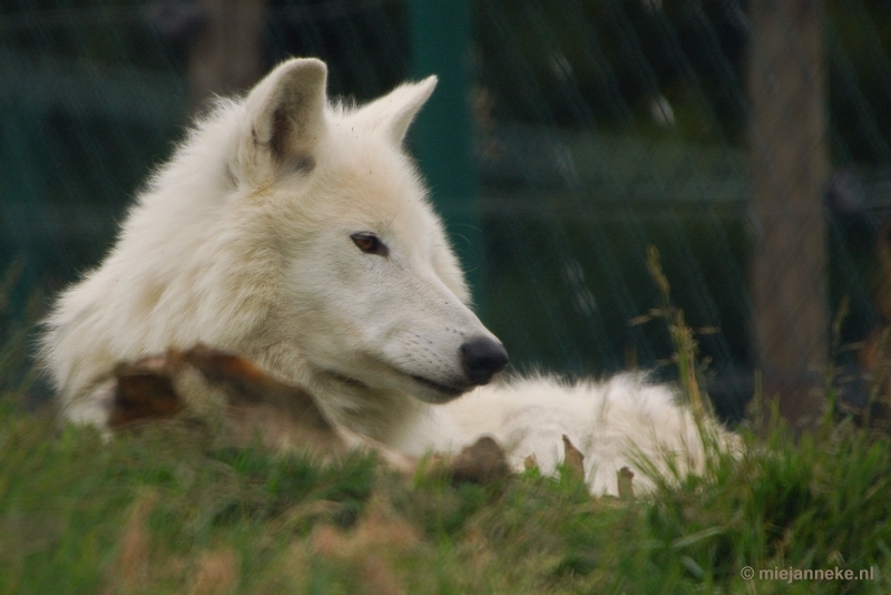 DSC_8532.JPG - Wolven Bilstain 2011