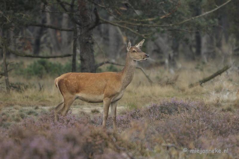 _DSC0409.JPG - Brons Veluwe