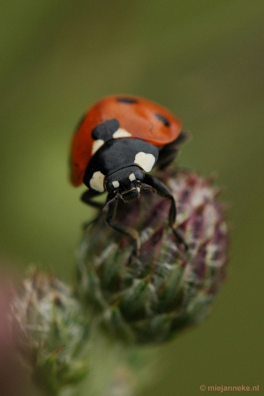 DSC_0706.JPG - Leenderheide