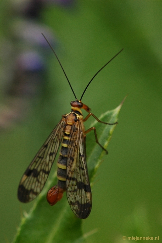 DSC_0722.JPG - Leenderheide