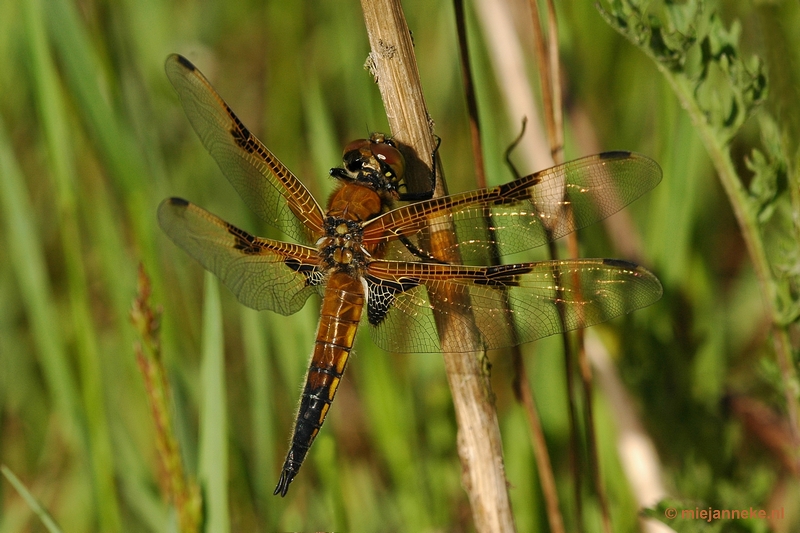 DSC_7733libel.JPG - Leenderheide