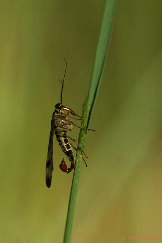 DSC_7796vlieg.JPG - Leenderheide