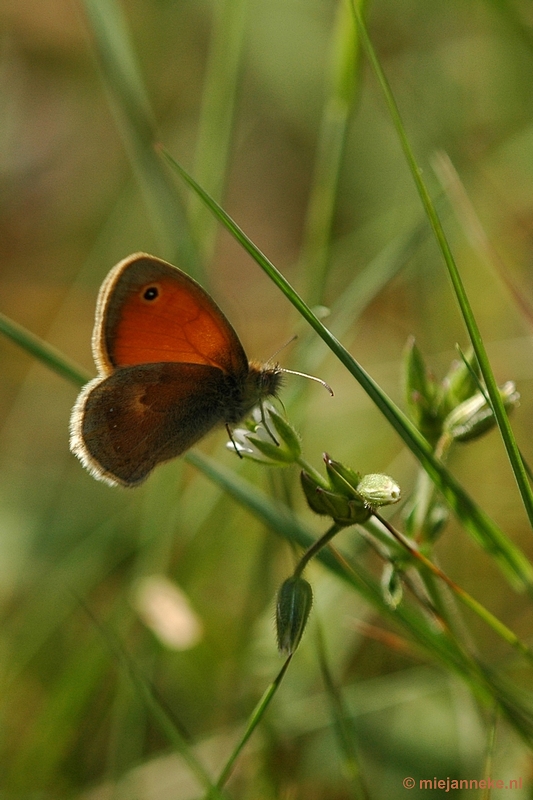 DSC_7900vlinder.JPG - Leenderheide