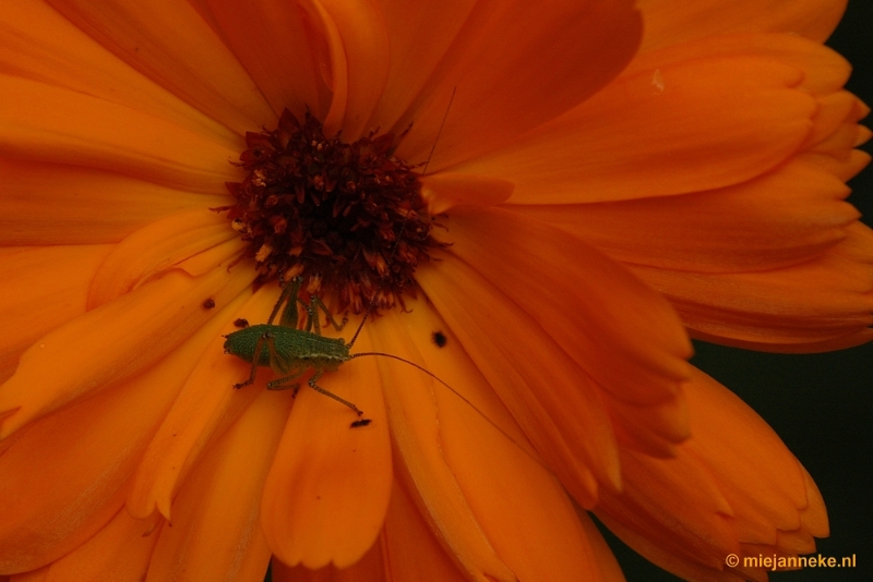 DSC_9374.JPG - Immenhof macro