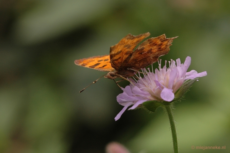 DSC_9415.JPG - Immenhof macro