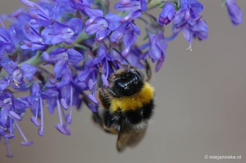 DSC_9729.JPG - Immenhof macro