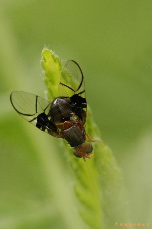 aDSC_9276.JPG - Immenhof macro 21 juni