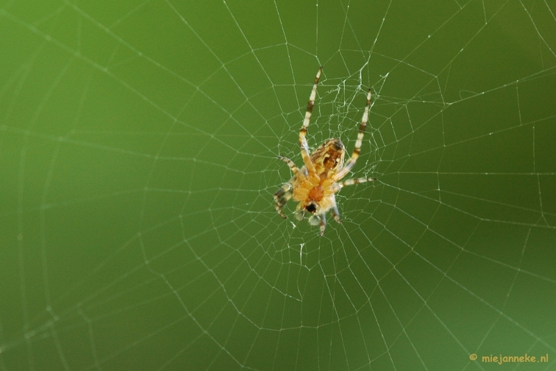 DSC_6086.JPG - Macro Limburg