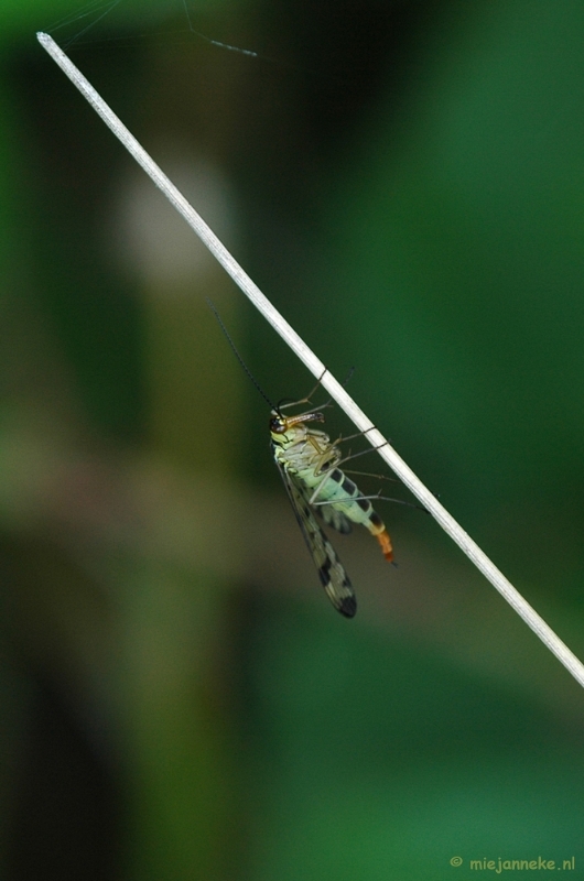 DSC_6102.JPG - Macro Limburg