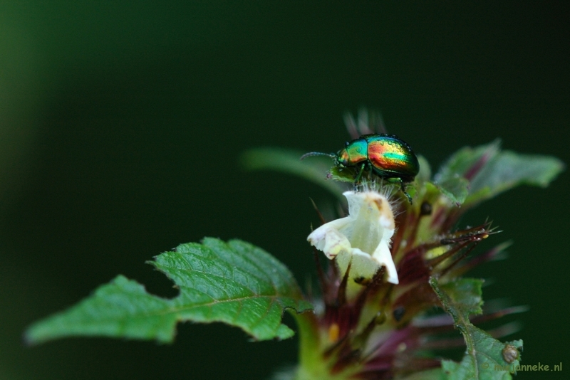 DSC_6122.JPG - Macro Limburg