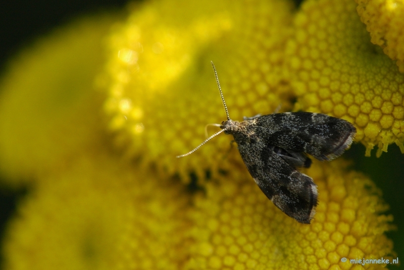 DSC_6140.JPG - Macro Limburg