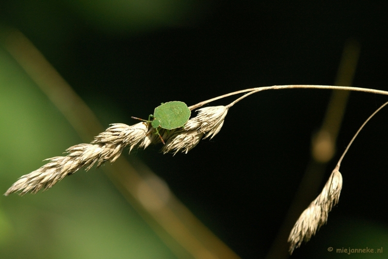 DSC_6178.JPG - Macro Limburg