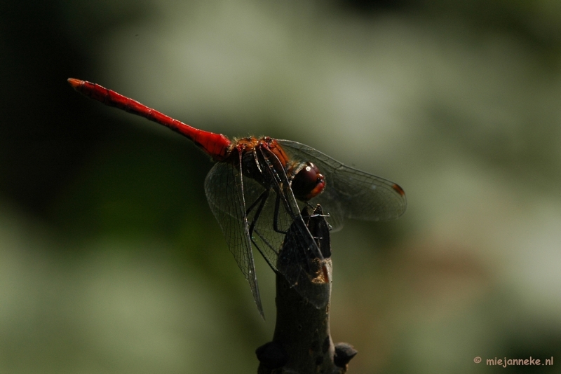 DSC_6219.JPG - Macro Limburg