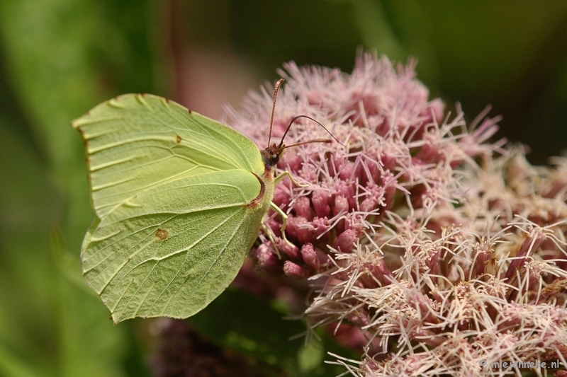 aDSC_3965.JPG - Natuurtuin t Loo