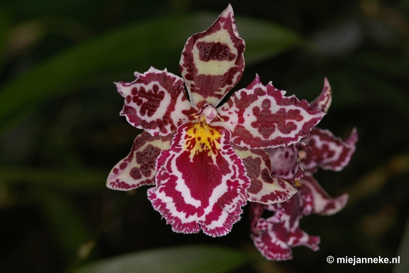 DSC_2784.JPG - Orchidee hoeve