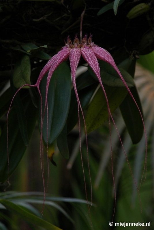 DSC_2800.JPG - Orchidee hoeve