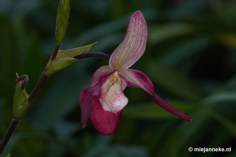 DSC_3019.JPG - Orchidee hoeve