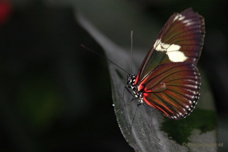 DSC_2512.JPG - Vlindertuin