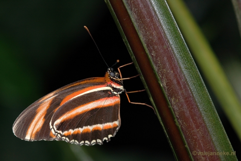 DSC_2548.JPG - Vlindertuin