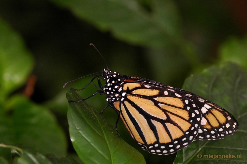 DSC_2563.JPG - Vlindertuin