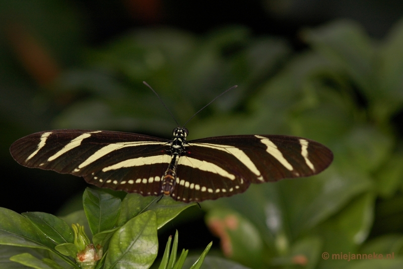 DSC_2596.JPG - Vlindertuin