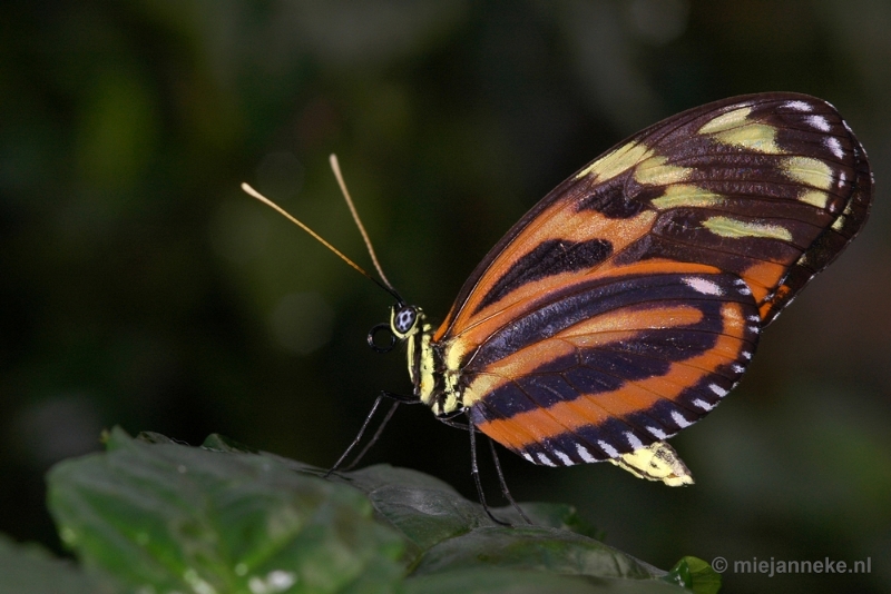 DSC_2630.JPG - Vlindertuin