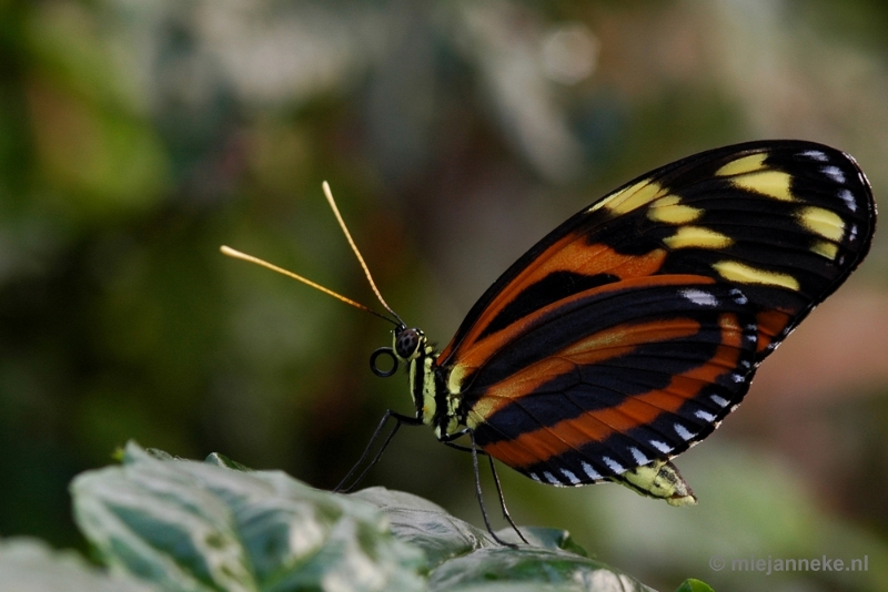 DSC_2634.JPG - Vlindertuin