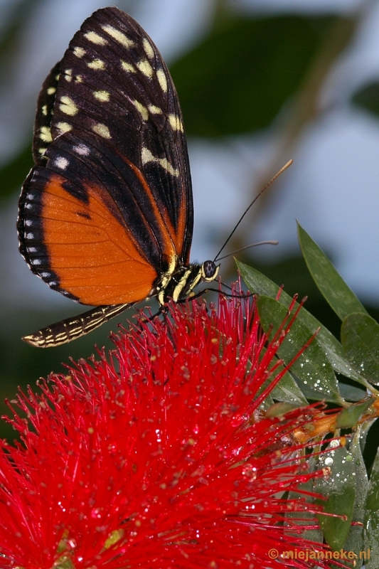 DSC_2653.JPG - Vlindertuin