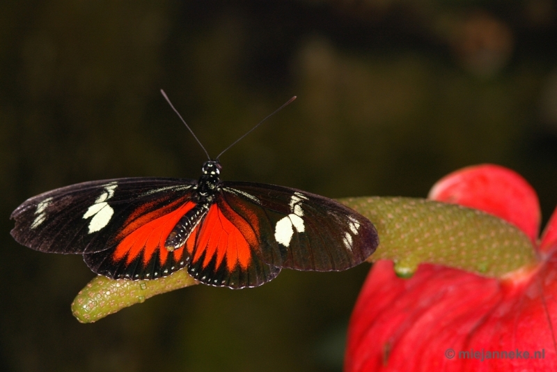 DSC_2731.JPG - Vlindertuin