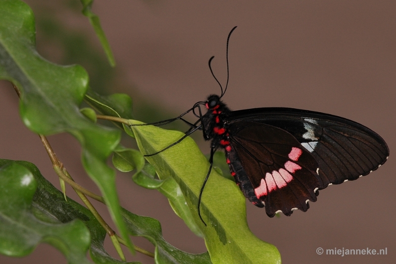 DSC_2739.JPG - Vlindertuin