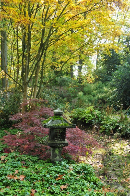 DSC_4925.JPG - Herfstkleuren in Arcen