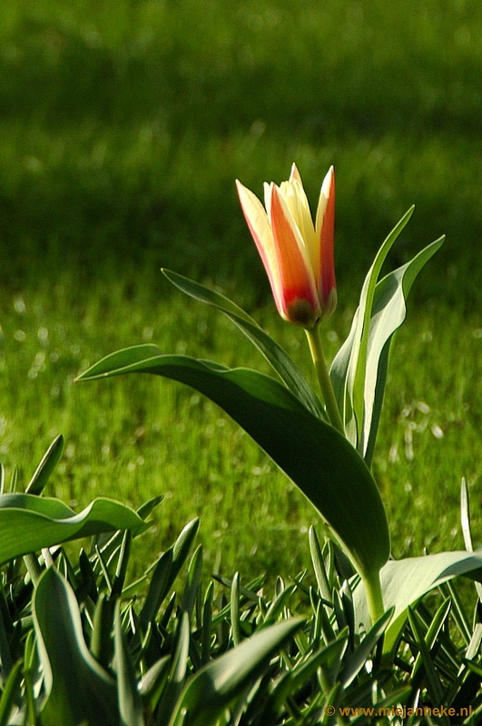 DSC_2044.JPG - Keukenhof 2011