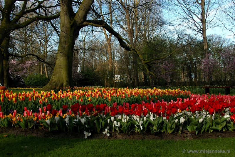 DSC_2052.JPG - Keukenhof 2011