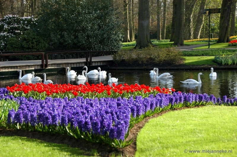 DSC_2106.JPG - Keukenhof 2011