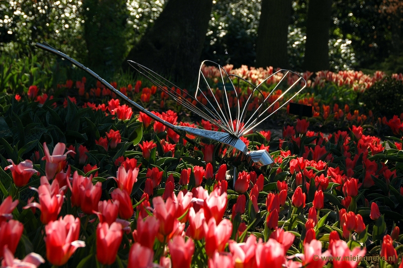 DSC_2163.JPG - Keukenhof 2011