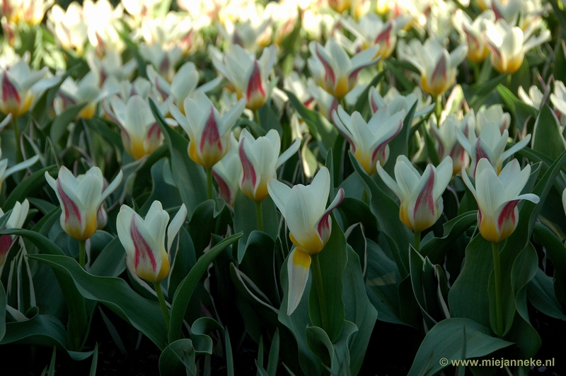 DSC_2172.JPG - Keukenhof 2011