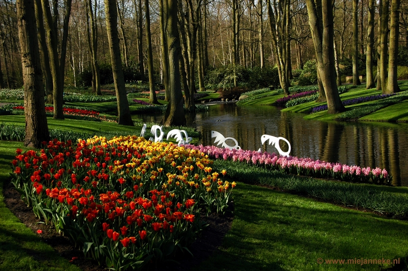 DSC_2182.JPG - Keukenhof 2011