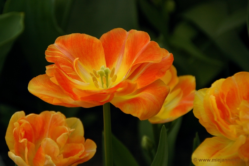 DSC_2277.JPG - Keukenhof 2011