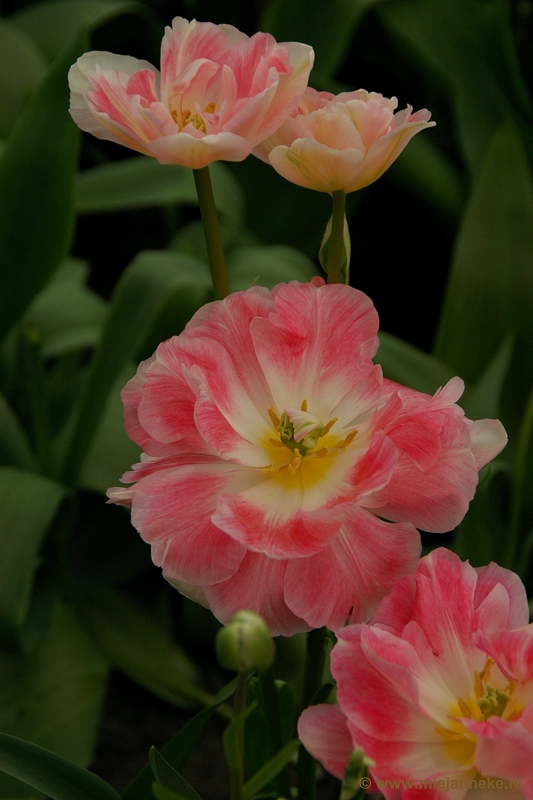 DSC_2280.JPG - Keukenhof 2011