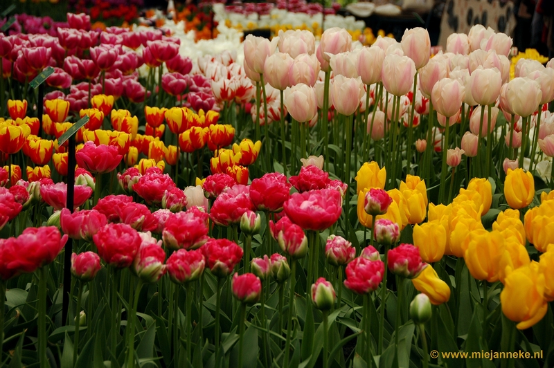 DSC_2282.JPG - Keukenhof 2011