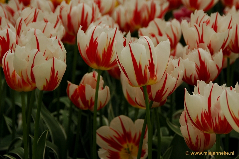 DSC_2287.JPG - Keukenhof 2011