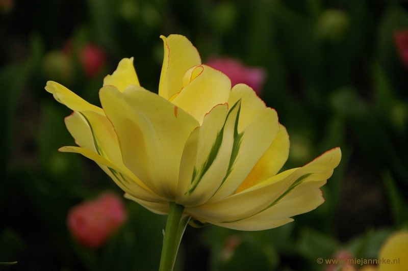 DSC_2296.JPG - Keukenhof 2011