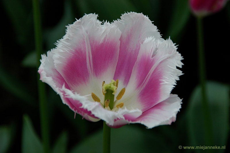 DSC_2311.JPG - Keukenhof 2011