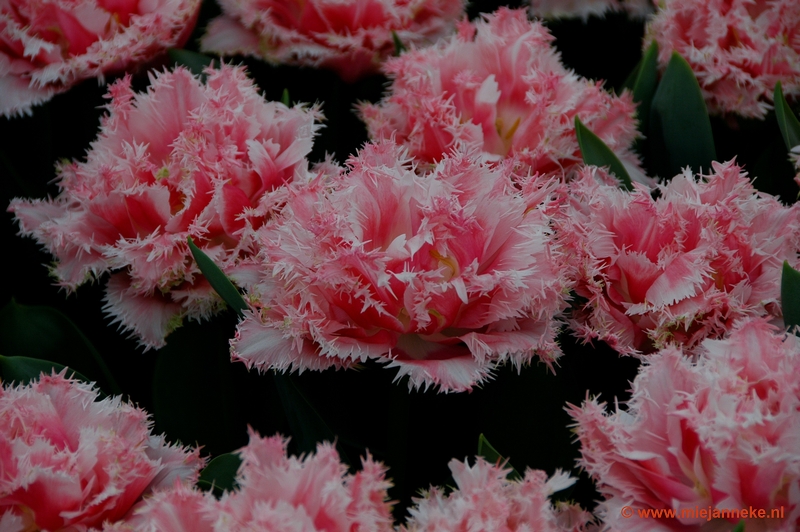 DSC_2315.JPG - Keukenhof 2011