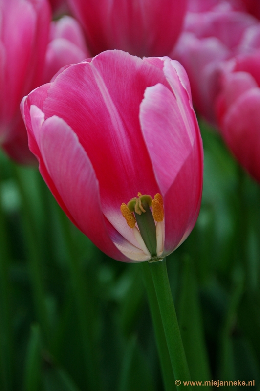 DSC_2317.JPG - Keukenhof 2011