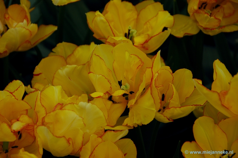 DSC_2327.JPG - Keukenhof 2011