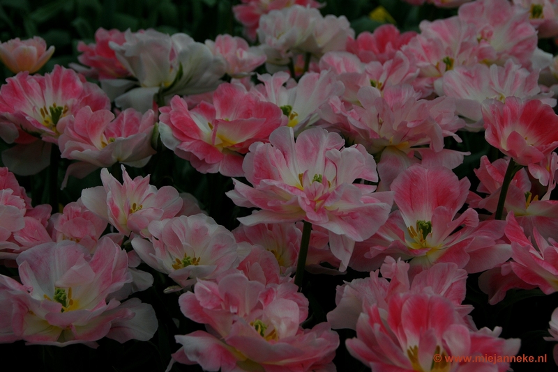 DSC_2343.JPG - Keukenhof 2011