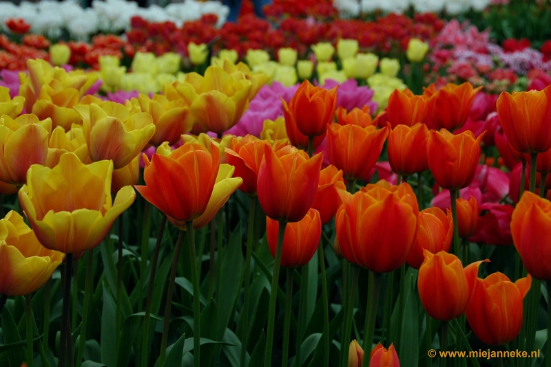 DSC_2345.JPG - Keukenhof 2011