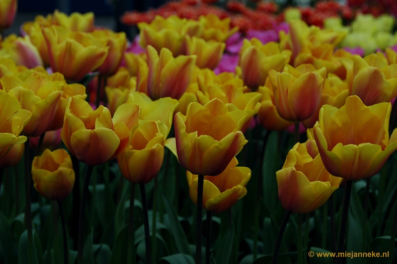 DSC_2347.JPG - Keukenhof 2011