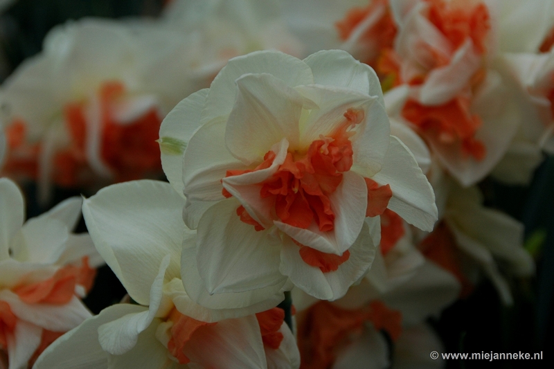 DSC_2349.JPG - Keukenhof 2011